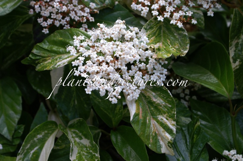Viburnum japonicum
