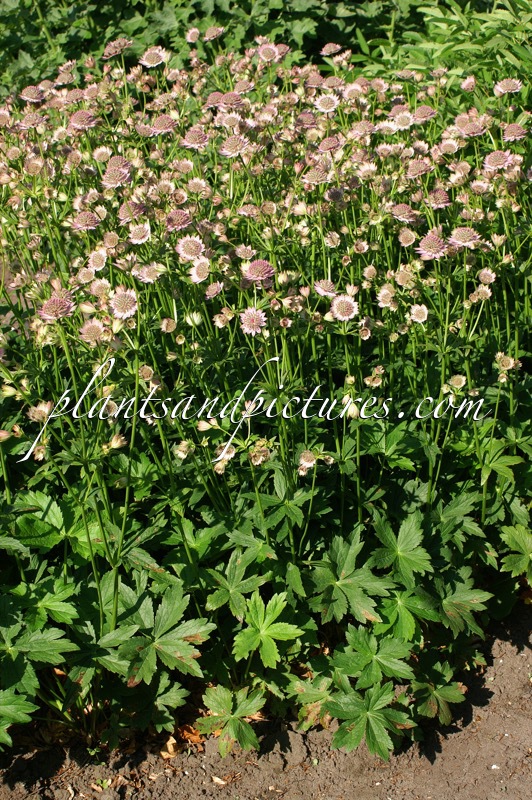 Astrantia major ‘Florence’
