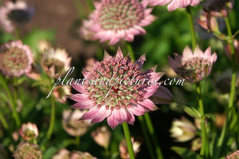 Astrantia major ‘Florence’