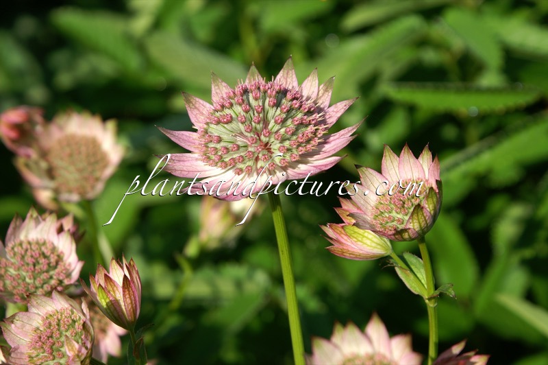 Astrantia major ‘Florence’
