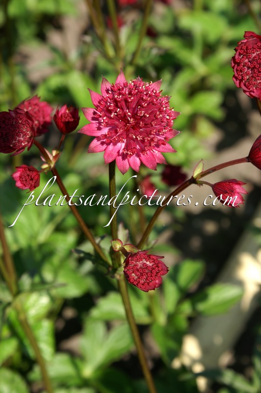 Astrantia major ‘Venice’
