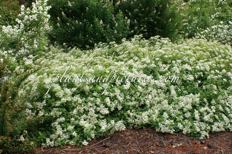 Spiraea decumbens
