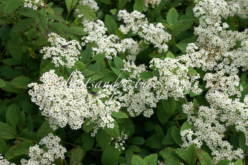 Spiraea decumbens
