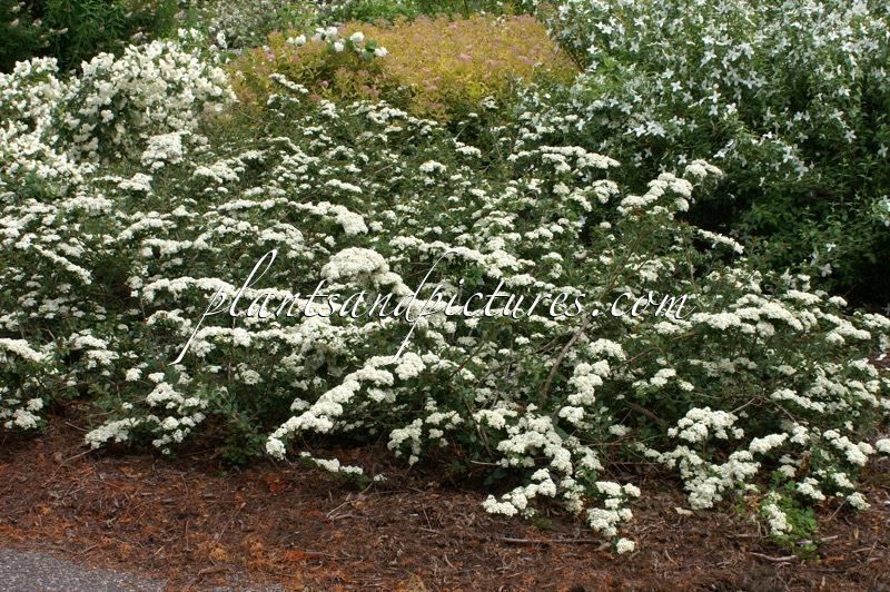 Spiraea nipponica ‘Gelspir’ (WHITE CARPET)