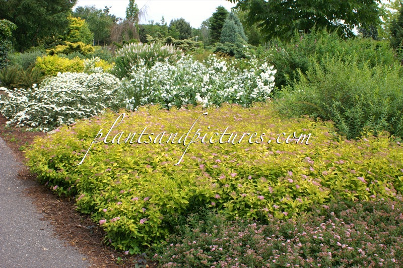 Spiraea japonica ‘Golden Princess’