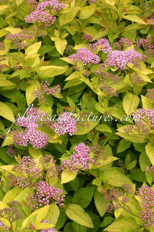 Spiraea japonica ‘Golden Princess’