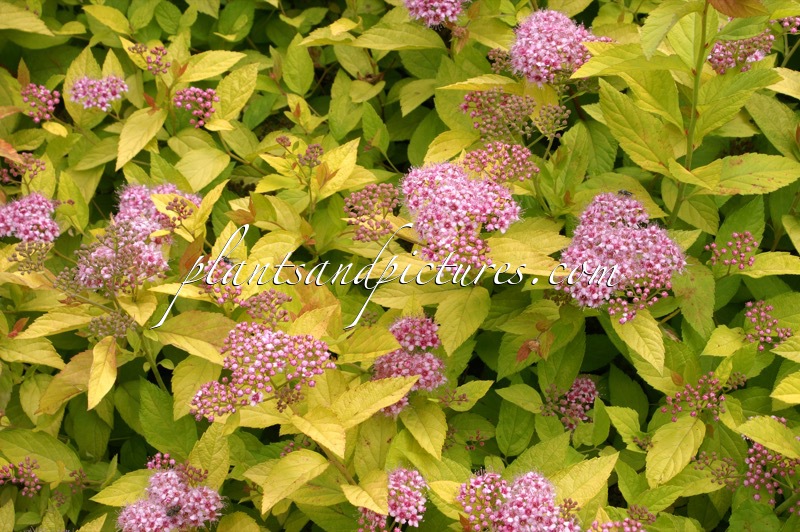 Spiraea japonica ‘Golden Princess’