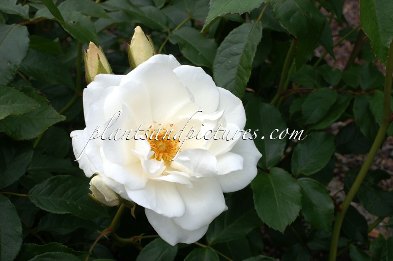 Rosa ‘Korbin’ (SCHNEEWITTCHEN)