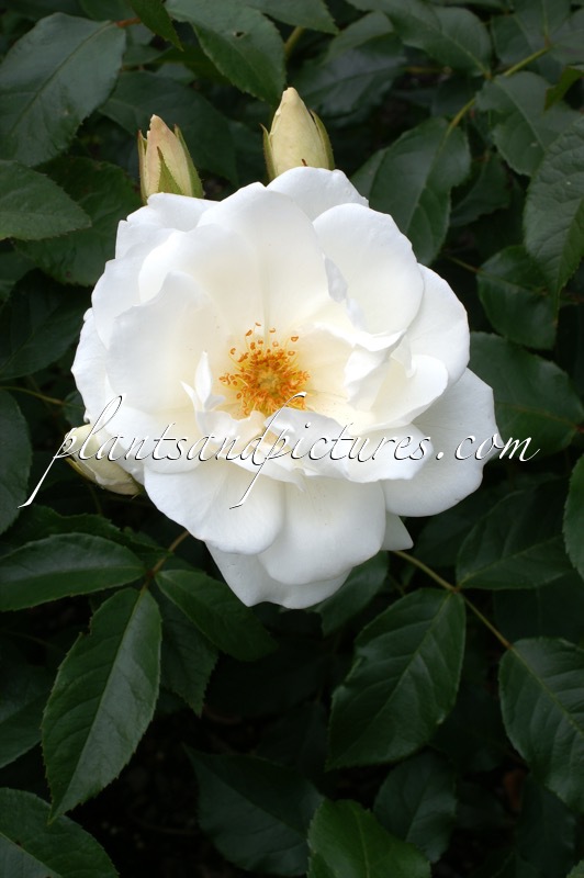 Rosa ‘Korbin’ (SCHNEEWITTCHEN)