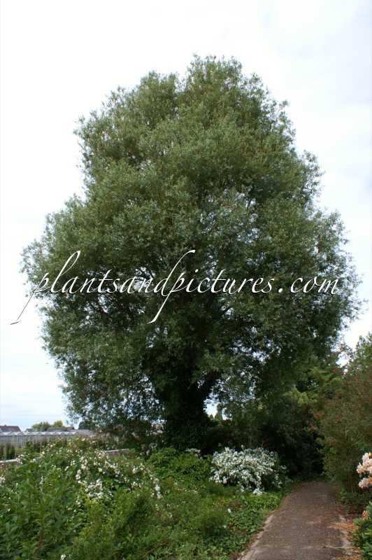 Salix alba ‘Chermesina’