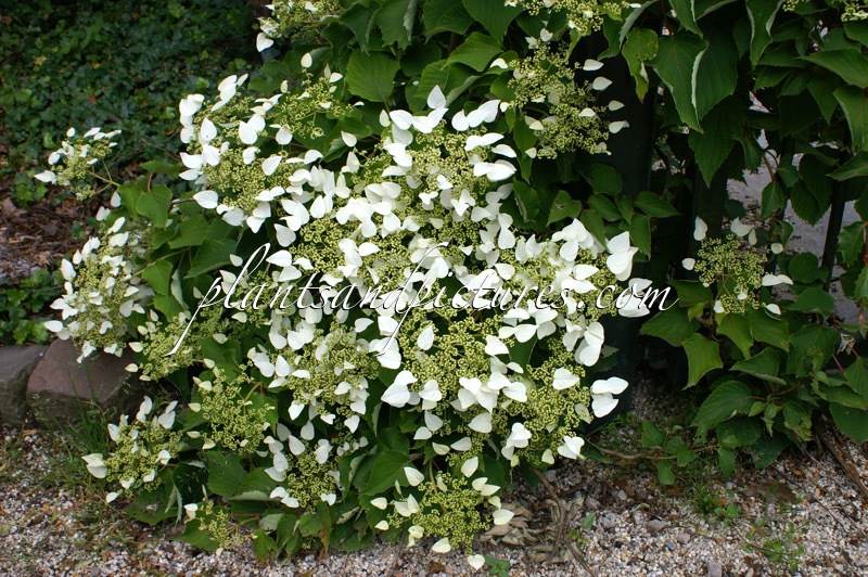 Schizophragma hydrangeoides