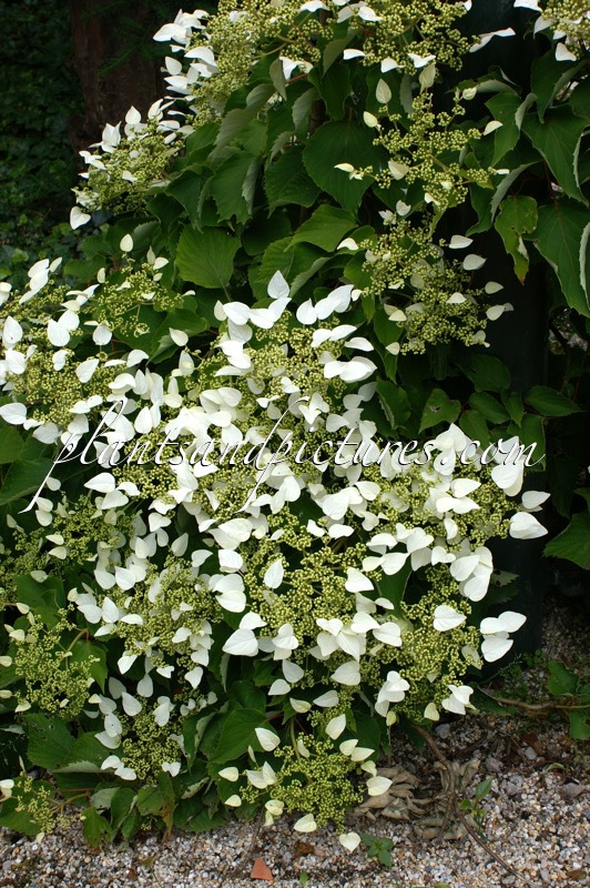Schizophragma hydrangeoides