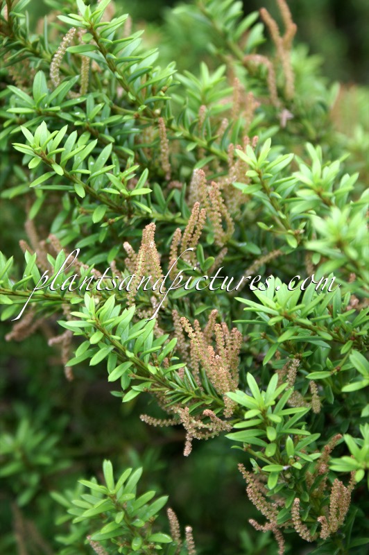 Podocarpus nivalis ‘Trompenburg’