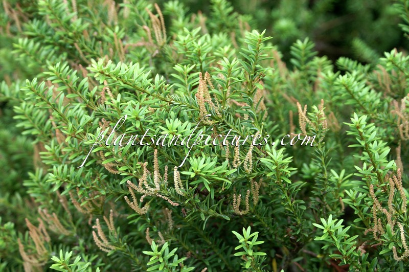 Podocarpus nivalis ‘Trompenburg’