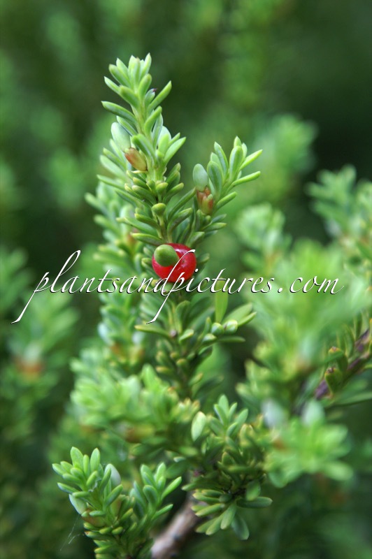 Podocarpus nivalis ‘Kralingen’