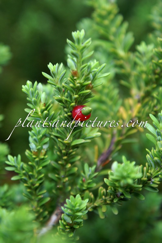 Podocarpus nivalis ‘Kralingen’