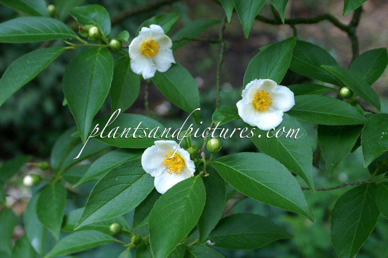 Stewartia sinensis