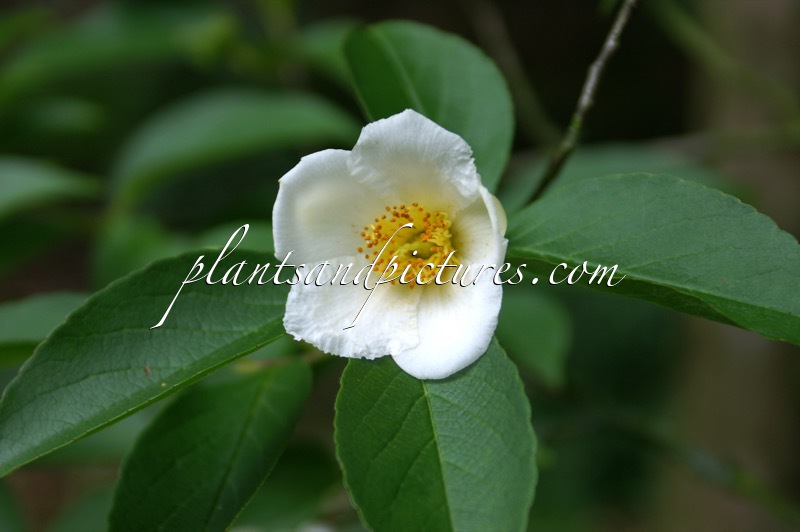 Stewartia sinensis
