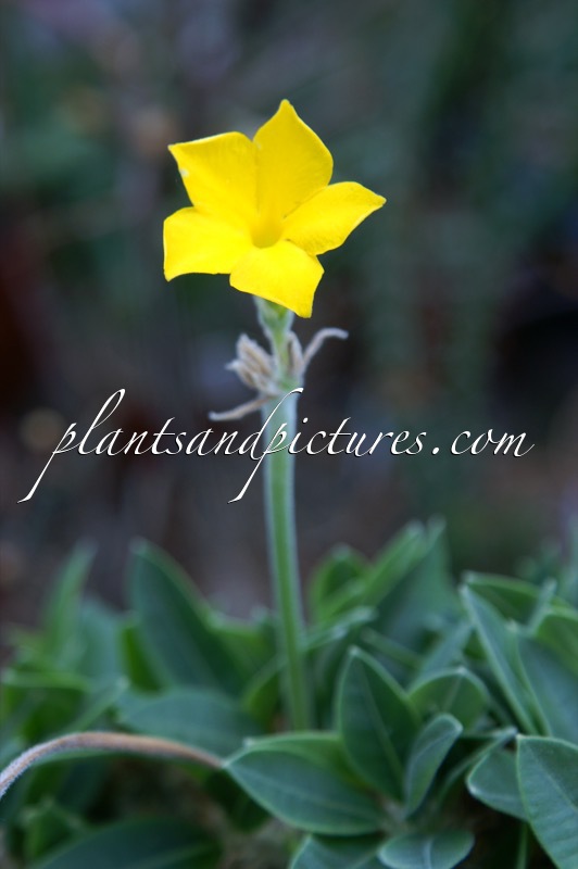 Pachypodium brevicaule