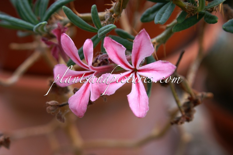 Pachypodium succulentum