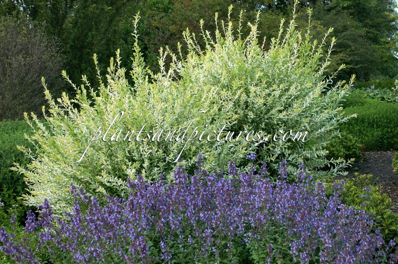 Salix integra ‘Hakuro-nishiki’