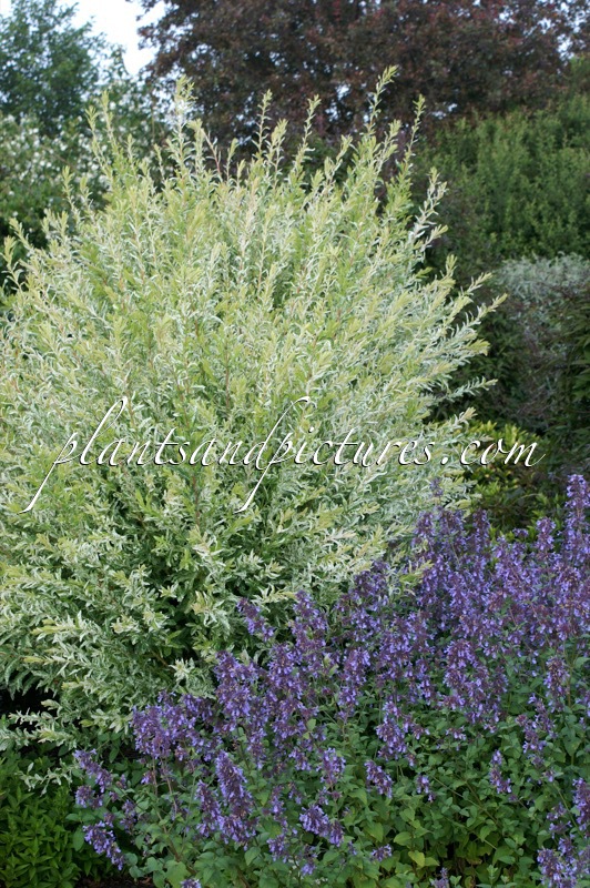 Salix integra ‘Hakuro-nishiki’