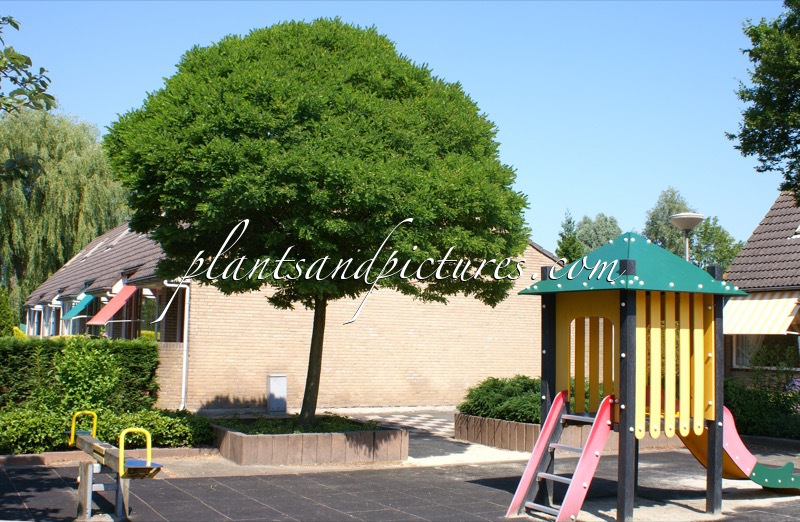 Robinia pseudoacacia ‘Umbraculifera’