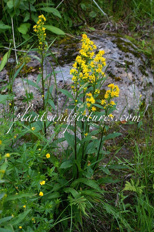 Solidago virgaurea