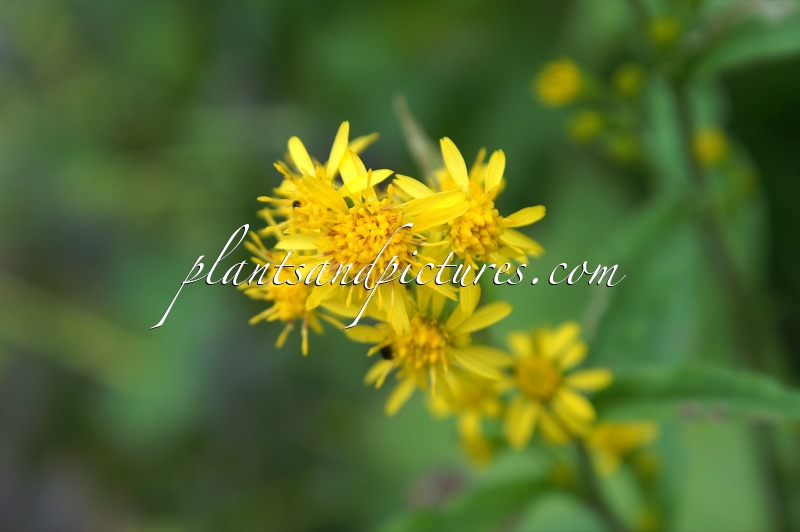 Solidago virgaurea