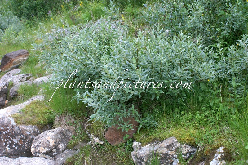 Salix lapponum