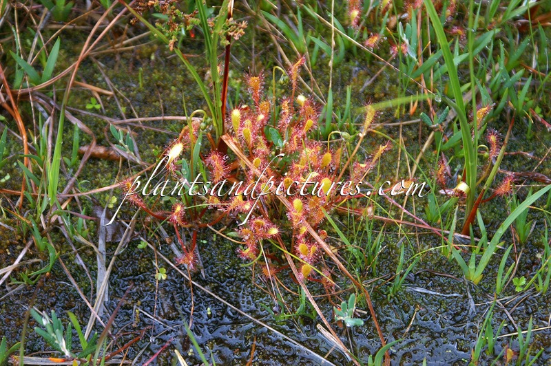 Drosera anglica