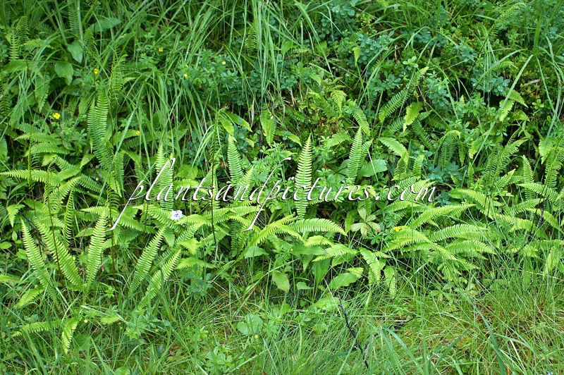 Blechnum spicant