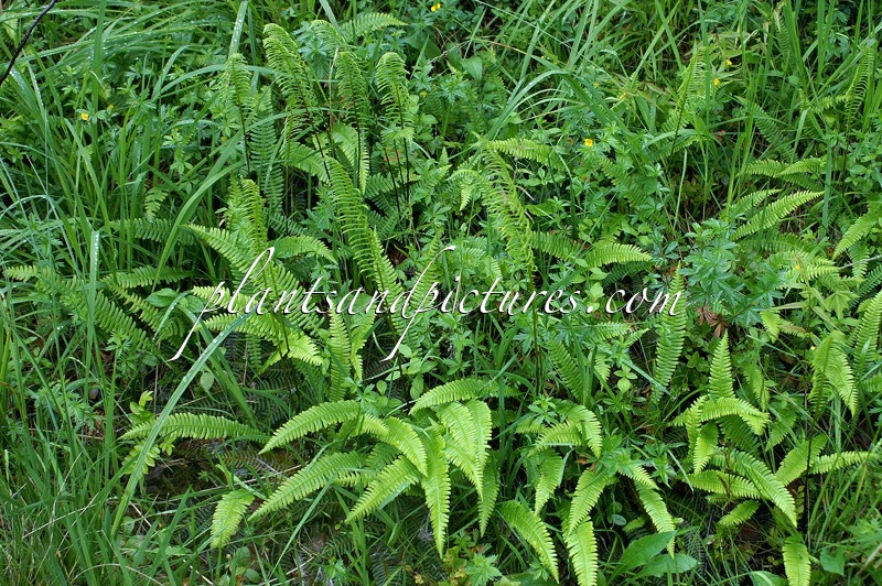Blechnum spicant