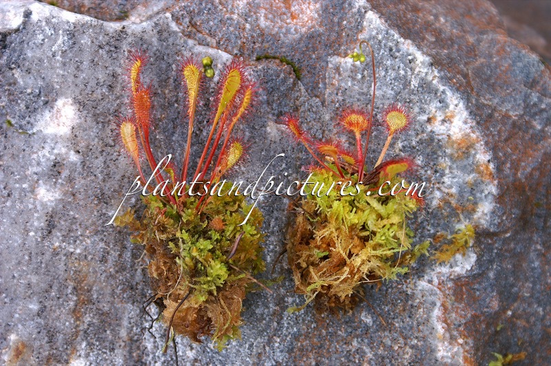 Drosera anglica (links; met Drosera rotundifolia)