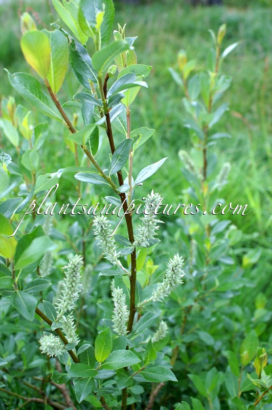Salix glauca