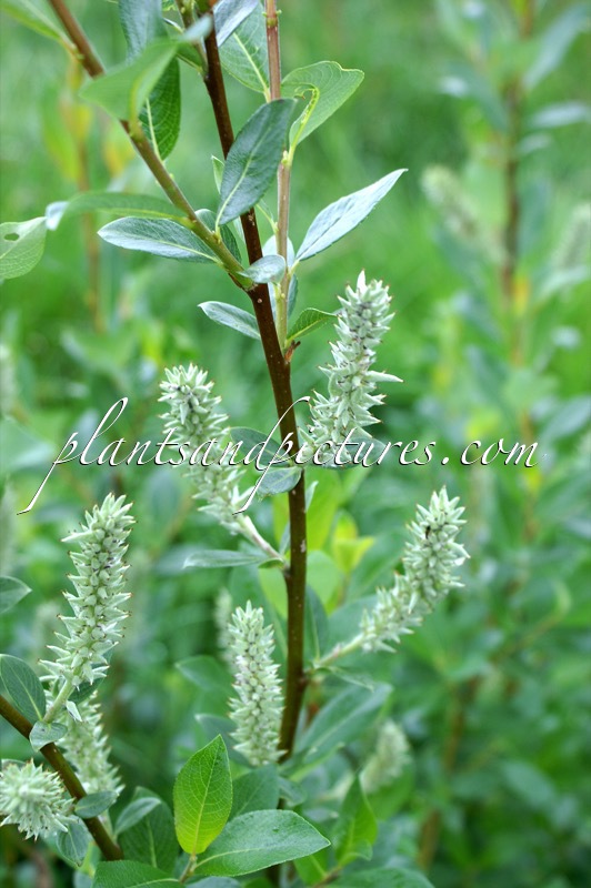 Salix glauca
