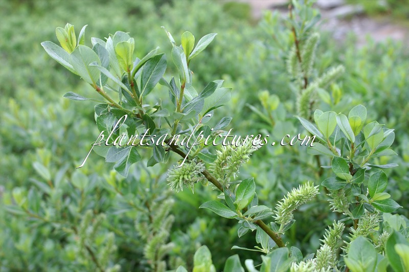 Salix glauca