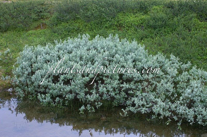 Salix lapponum