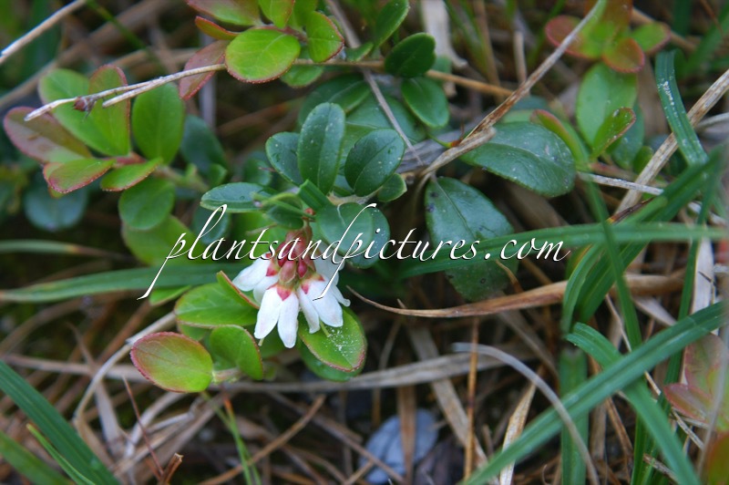 Vaccinium vitis-idaea