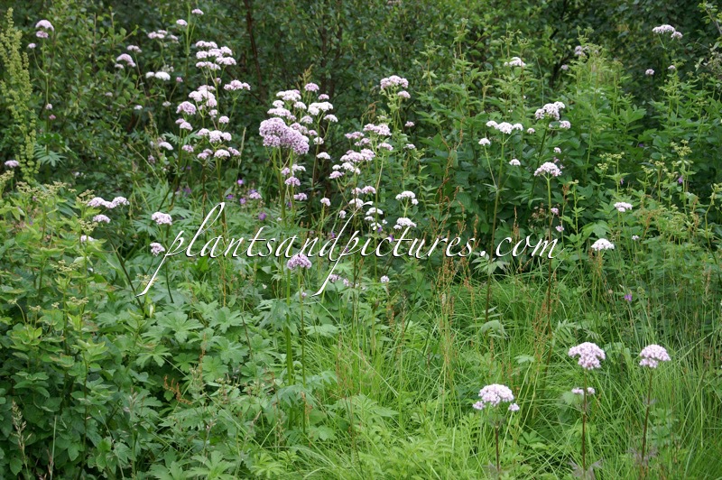 Valeriana officinalis