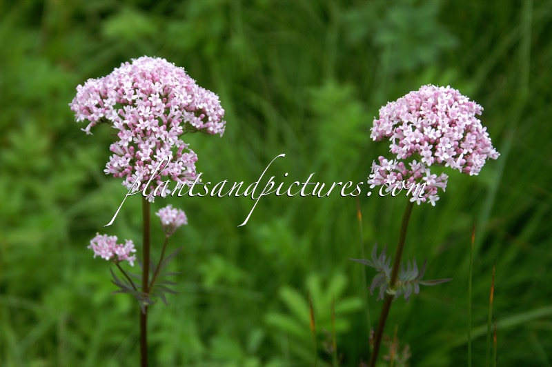 Valeriana officinalis