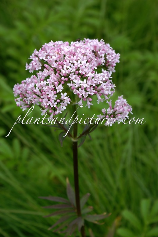 Valeriana officinalis