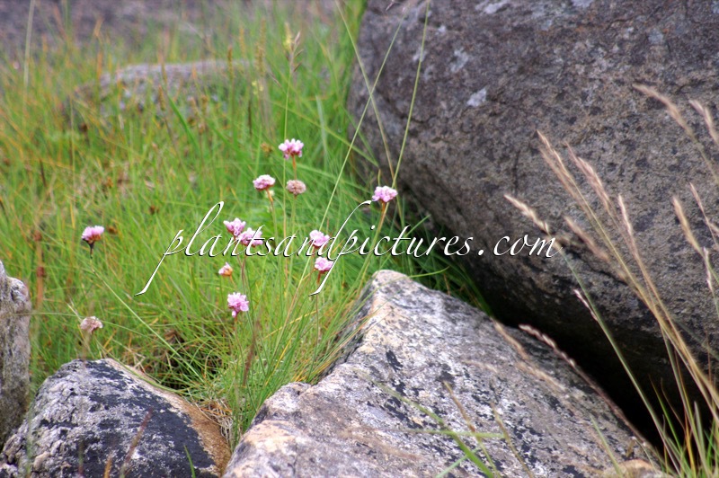 Armeria maritima