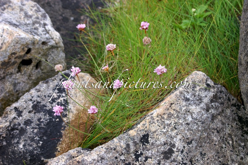 Armeria maritima