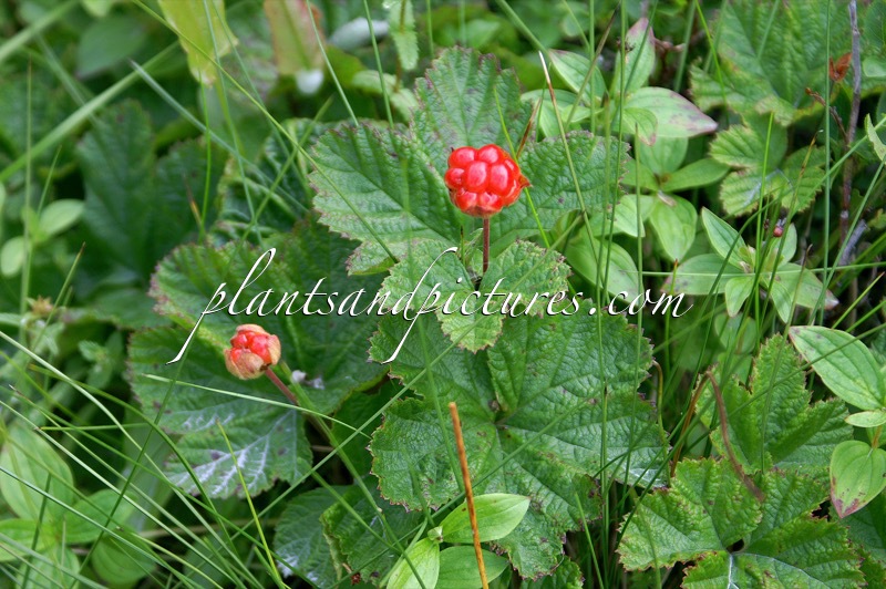 Rubus chamaemorus