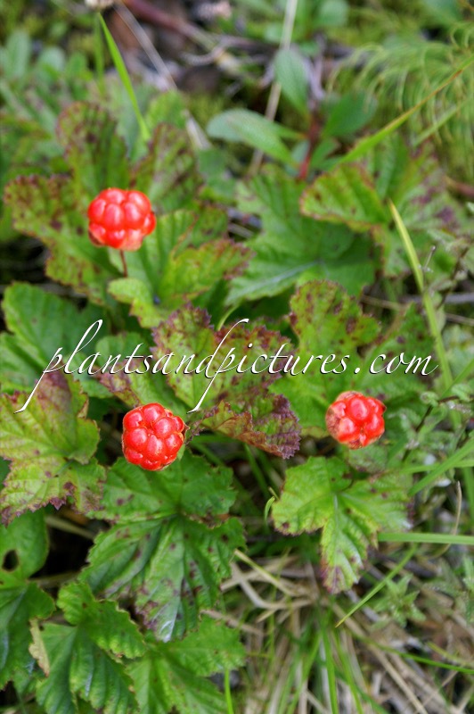 Rubus chamaemorus