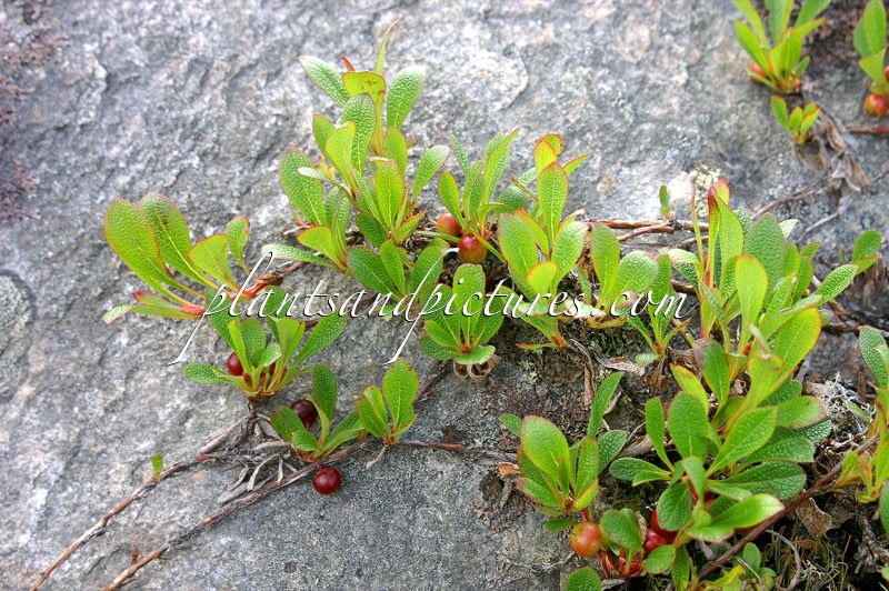 Arctostaphylos alpina
