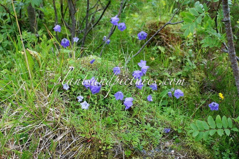 Campanula rotundifolia