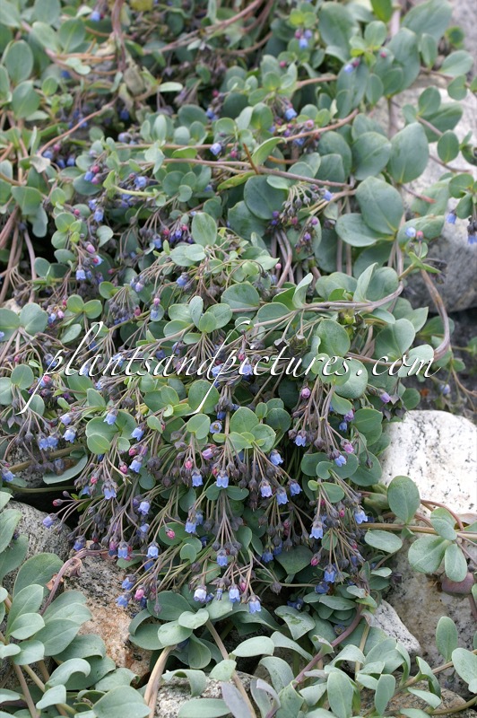 Mertensia maritima