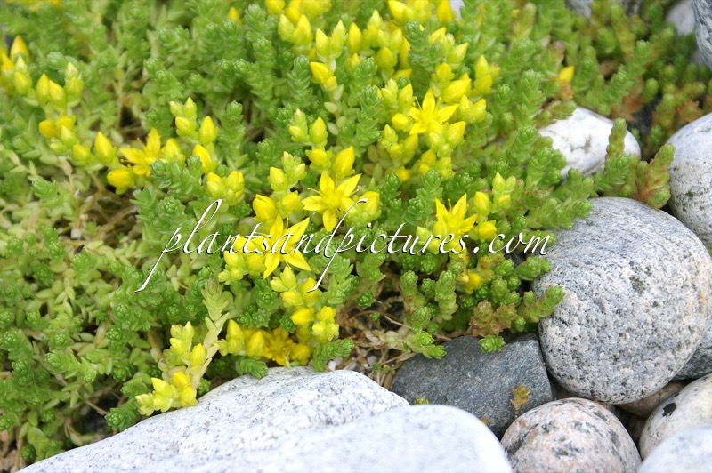 Sedum acre